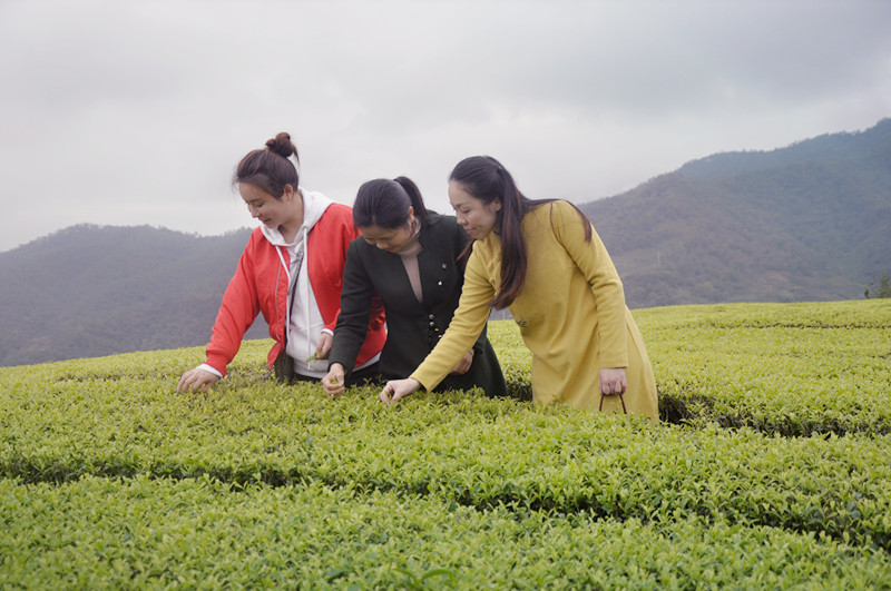 成都茶艺师培训机构哪家好?